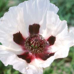 Pavot d'Orient blanc, Coquelicot gant blanc